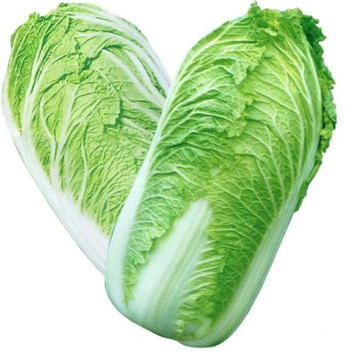 Fresh Chinese Cabbage For Human Consumption