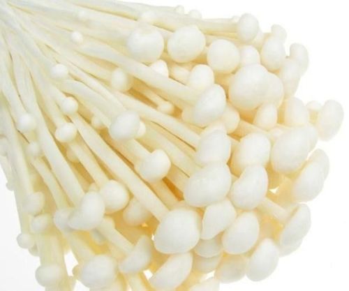 Fresh Enoki Mushroom, Color : White