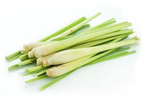 Natural Fresh Lemon Grass For Human Consumption