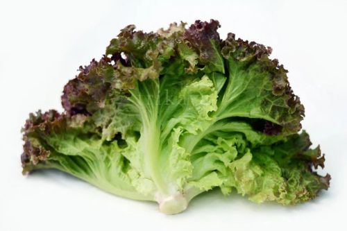 Fresh Lettuce Lollo Rosso, Form : Whole Leaves