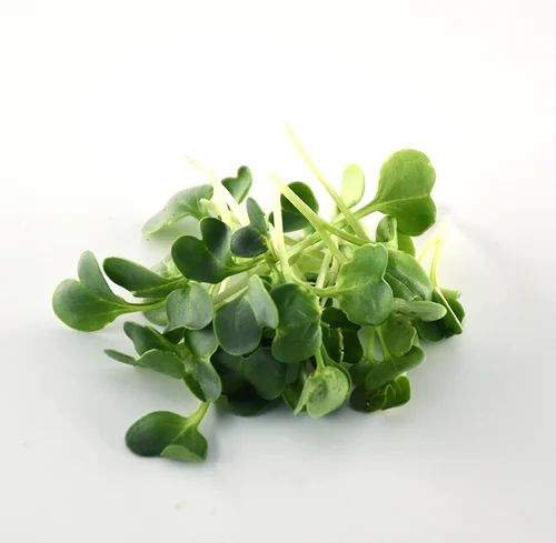 Natural Fresh Microgreens For Human Consumption