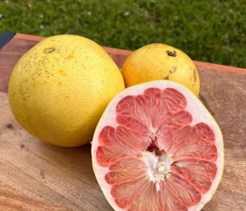 Fresh Pomelo, Quality Available : A Grade