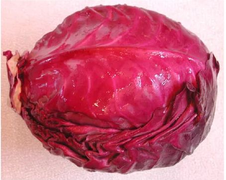 Fresh Red Cabbage For Human Consumption