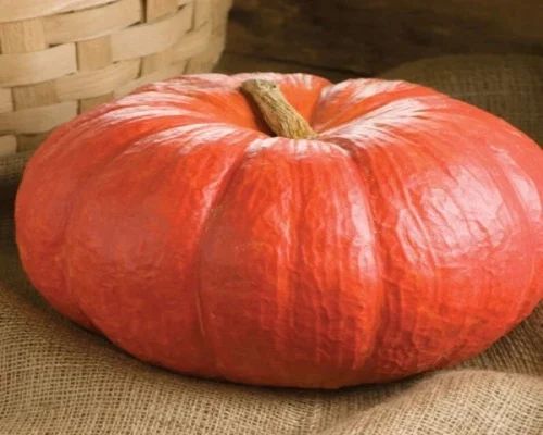 Fresh Red Pumpkin For Human Consumption