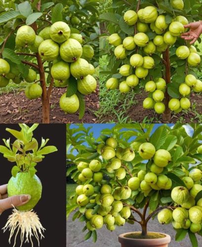 Natural Fruitful Guava Plant for Indoor, Outdoor, Plantation