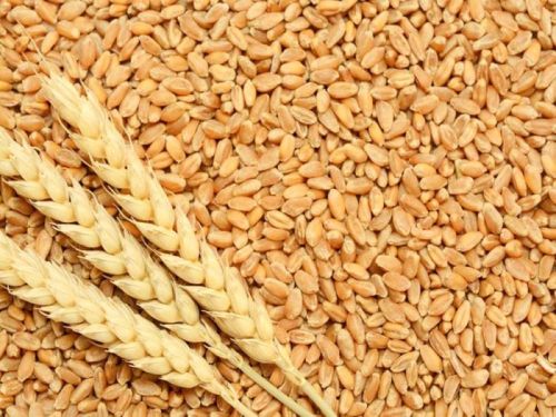 Organic Brown Wheat Seeds, Packaging Type : PP Bags, Jute Bags