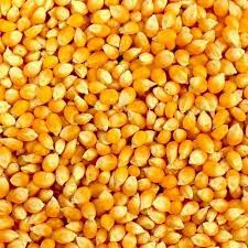 Organic Dried Maize Seeds, Color : Yellow