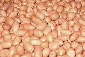 Java Peanut Seeds, Grade : Food Grade