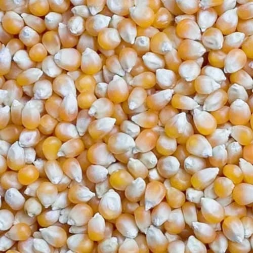 Organic Natural Maize Seeds, Color : Yellow