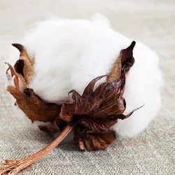 Organic Raw Cotton For Textile Industry