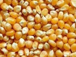 Organic Raw Maize Seeds, Color : Yellow