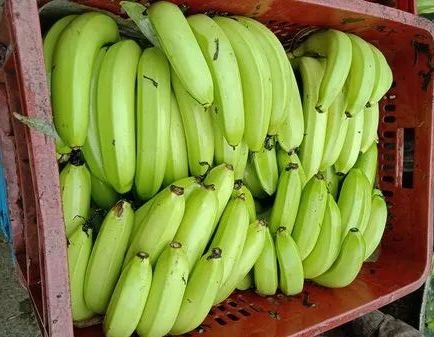 A Grade G9 Green Banana, Packaging Size : 5-10kg