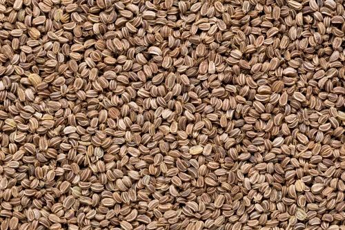 Organic Celery Seeds, Packaging Size : 25kg, 50kg 9%