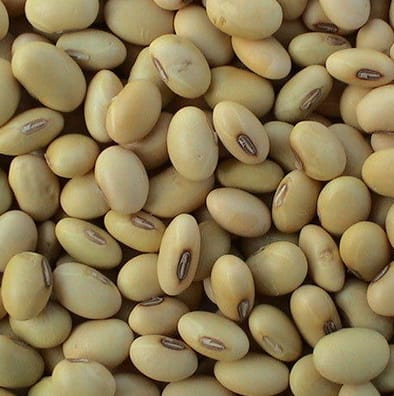 Common Soyabean, Color : Light Green, Green