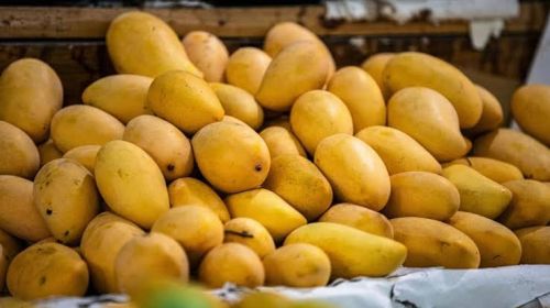 Natural Yellow Mango, Packaging Size : 25Kg, Packaging Type : Crate