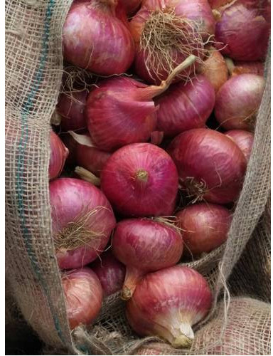 Natural Red Onion For Food