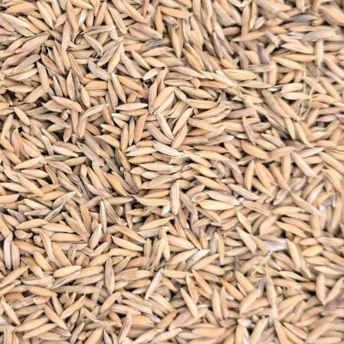 Hard Common Paddy Rice, Color : Brown