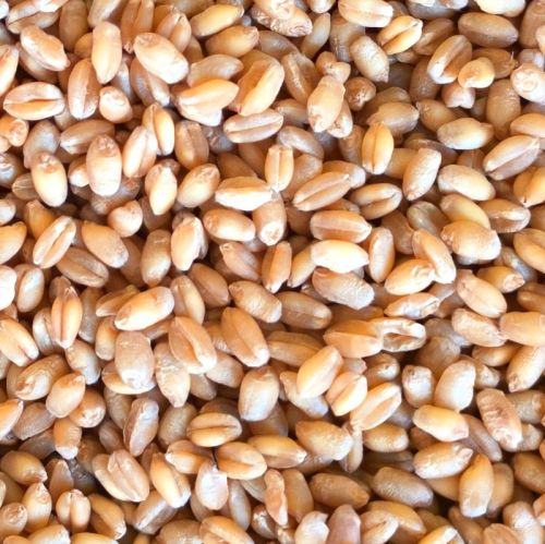 Organic Wheat Grain For Making Bread, Cooking, Bakery Products