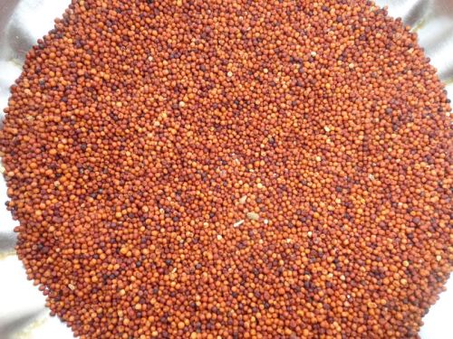 Red Finger Millet Seeds, Seed Type : Natural