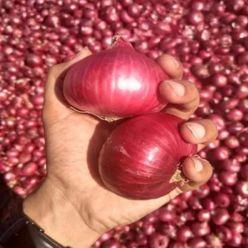 Red Big Onion For Human Consumption