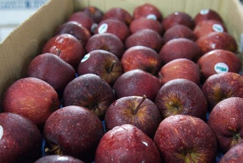 Natural Fresh Indian Apple For Human Consumption