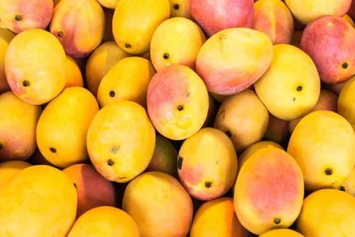 Organic Fresh Mango, Packaging Size : 10 Kg