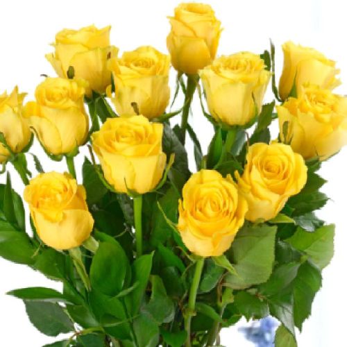 Natural Yellow Fresh Rose Flower For Decorative, Garlands, Vase Displays, Wreaths