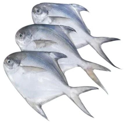 Fresh Pomfret Fish For Cooking, Making Oil