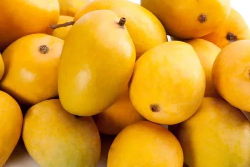 Organic Fresh Alphonso Mango, Packaging Size : 5-25kg