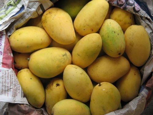 Organic Fresh Chausa Mango, Packaging Size : 5-25kg