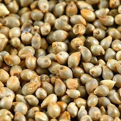 Pearl Millet Seeds For Cooking