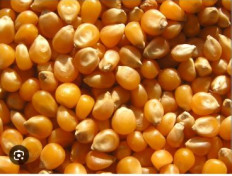 JPR Enterprises Common Corn Seeds For Ethanol