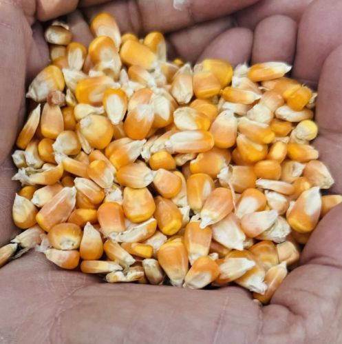 Natural Maize For Human Food, Cattle Feed, Bio-fuel Application, Animal Food