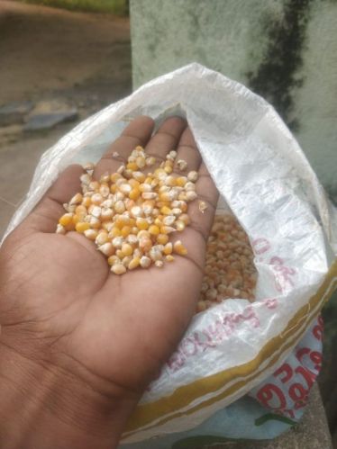 Organic Yellow Maize For Human Consumption