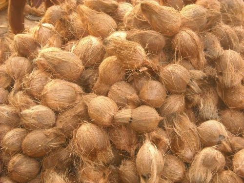 Hard Organic Semi Husked Coconut For Pooja, Medicines, Cosmetics