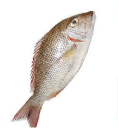 Fresh Sheri Fish For Household, Restaurants