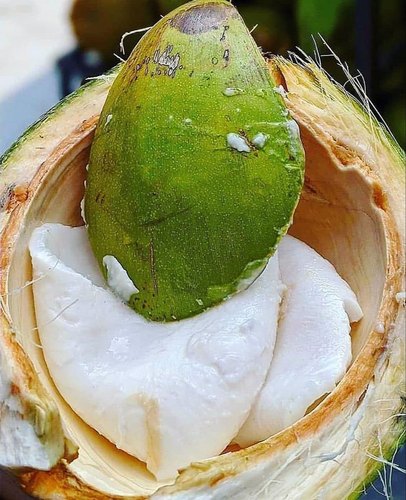 Natural Fresh Tender Coconut Pulp, Packaging Type : Bag