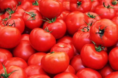 Export Quality Fresh Red Tomato, Packaging Size : 10 Kg
