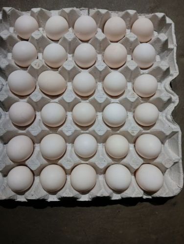Brown Chicken Eggs