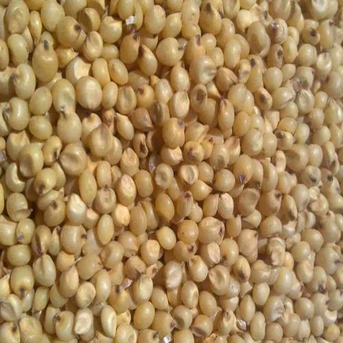 Jowar Seeds For Animal Feed