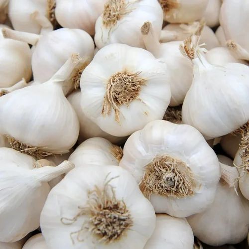 Fresh White Garlic For Cooking