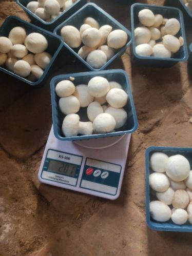 Pure Organic Button Mushroom, Color : White