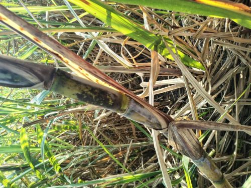 Natural Organic Sugarcane, Speciality : Sweet Taste