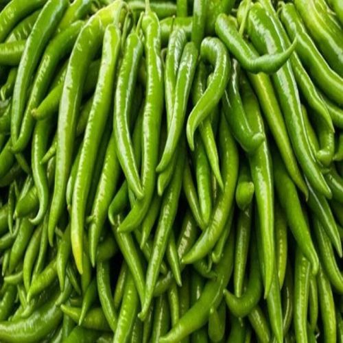 Natural Fresh Green Chilli 10-12 Days, Packaging Type : Plastic Bag, Packaging Size : 5-10 Kg