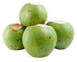 Natural Fresh Tender Coconut, Packaging Type : Gunny Bags