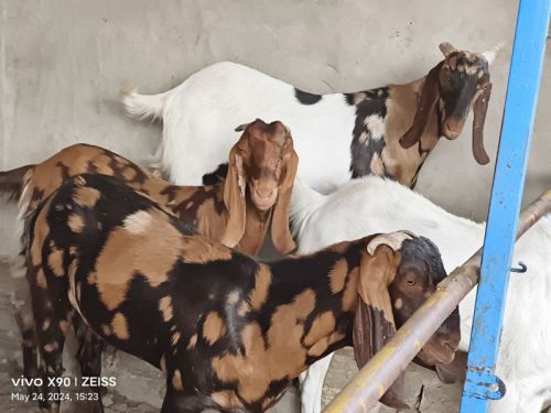 Sirohi Goat, Color : Black, Brown, Natural, White