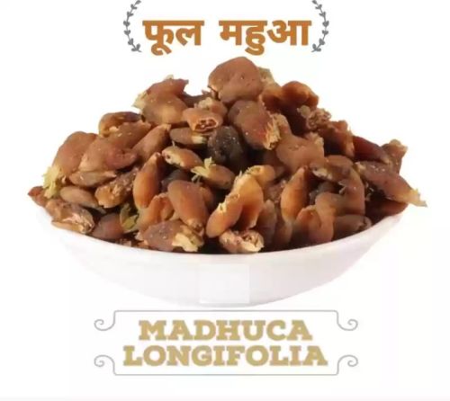 Mahua Flower & Mahua Phool & Madhuca Longifolia