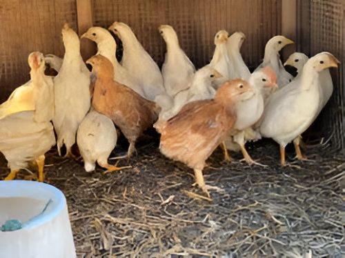 3 Month Old White Leghorn Chicks, Packaging Type : Box