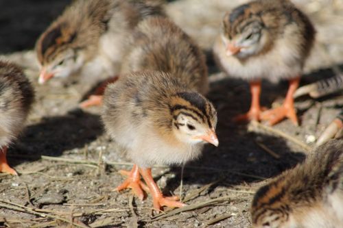 Guniea Fowl Chicks, Color : Natural Color