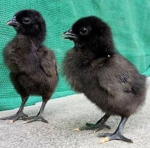 Kadaknath chick, Color : Black, Packaging Type : Corrugated Boxes